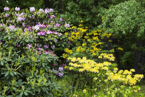 Doğa ve açık havada kavramı. Renkli ağaçlar ve parkta parlak çiçek açan çiçekler. Bir yaz gününde parkta bir yürüyüş.