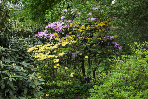 Doğa ve açık havada kavramı. Renkli ağaçlar ve parkta parlak çiçek açan çiçekler. Bir yaz gününde parkta bir yürüyüş.