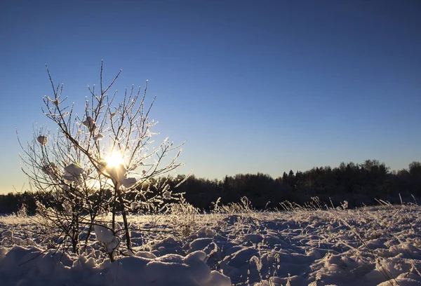 Natureza Paisagem Conceito Natal Bela Paisagem Inverno Com Árvore Coberta — Fotografia de Stock
