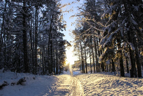 Natureza Paisagem Paisagem Inverno Conceito Bela Caminhada Com Árvores Cobertas — Fotografia de Stock