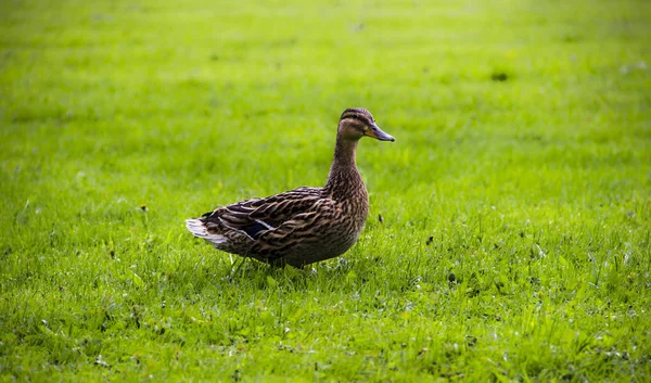 Tarım, tarım, doğa kavramı. Ördek bir yaz gününde yeşil çimenlerin üzerinde oturur. Yeşil çim arka plan, yakın çekim. Komik ördek.