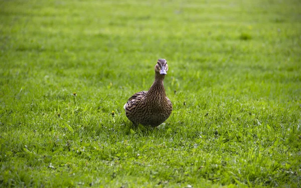 Tarım, tarım, doğa kavramı. Ördek bir yaz gününde yeşil çimenlerin üzerinde oturur. Yeşil çim arka plan, yakın çekim. Komik ördek.