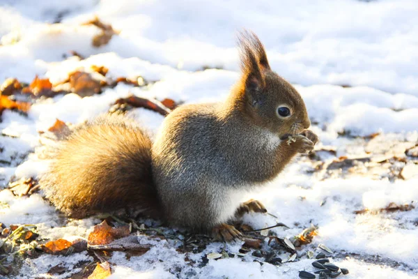 Doğa, hayvanlar ve kış konsepti - sevimli sincap bir ağaç ve parlak sonbahar arka plan üzerinde kar üzerinde oturan kar ile kaplı bırakır. Kızıl sincap bir tohum yiyor. Güzel kış sahne.