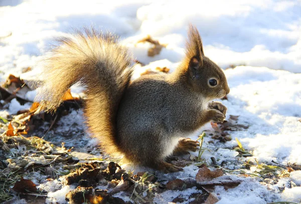 Doğa, hayvanlar ve kış konsepti - sevimli sincap bir ağaç ve parlak sonbahar arka plan üzerinde kar üzerinde oturan kar ile kaplı bırakır. Kızıl sincap bir tohum yiyor. Güzel kış sahne.