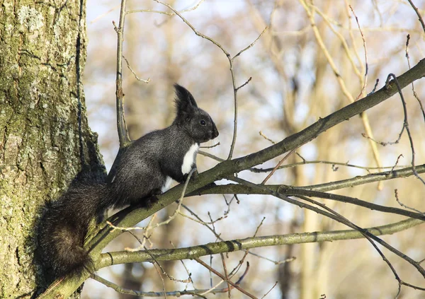 Doğa, hayvanlar ve kış kavram - bir ağaç dalları ve mavi gökyüzü arka plan üzerinde oturan sevimli siyah sincap. Sincaplar fındık yer. Güneşli kış günü. Güzel kış sahne.