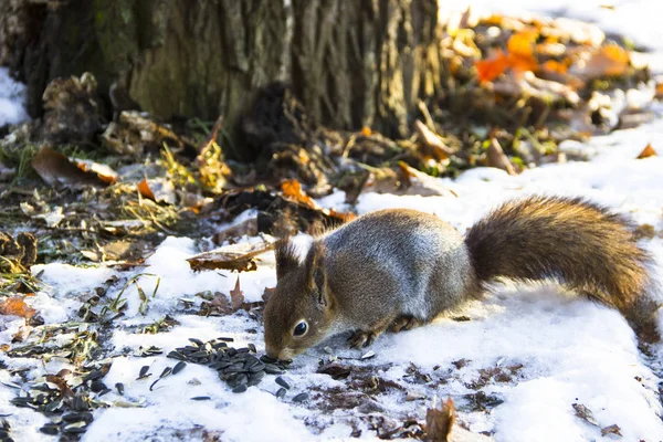 Doğa, hayvanlar ve kış konsepti - sevimli sincap bir ağaç ve parlak sonbahar arka plan üzerinde kar üzerinde oturan kar ile kaplı bırakır. Kızıl sincap bir tohum yiyor. Güzel kış sahne.