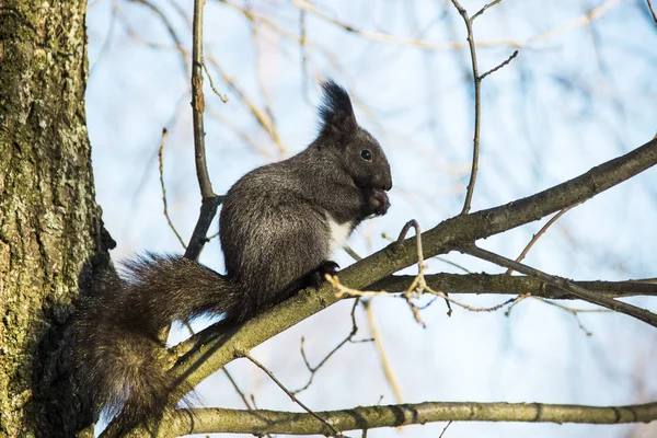 Doğa, hayvanlar ve kış kavram - bir ağaç dalları ve mavi gökyüzü arka plan üzerinde oturan sevimli siyah sincap. Sincaplar fındık yer. Güneşli kış günü. Güzel kış sahne.