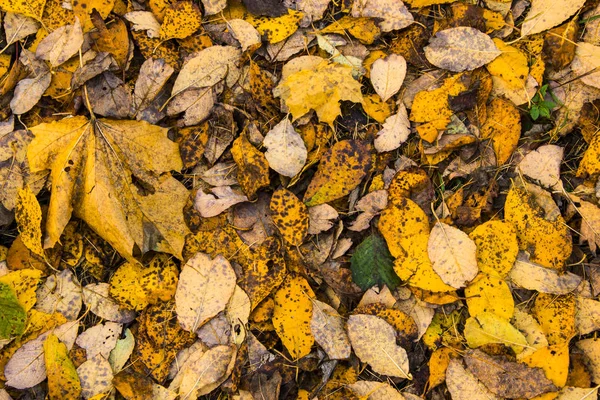 Arka plan yaprak. Çok renkli akçaağaç çim üzerinde yalan bırakır. Sonbaharın arka plan bırakır. Doğa kavramı. Düz yatıyordu.