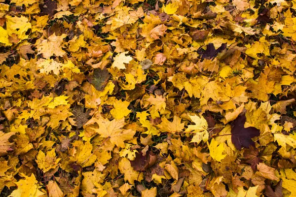 Arka plan yaprak. Çok renkli akçaağaç çim üzerinde yalan bırakır. Sonbaharın arka plan bırakır. Doğa kavramı. Düz yatıyordu.