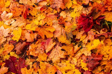 Arka plan yaprak. Çok renkli akçaağaç çim üzerinde yalan bırakır. Sonbaharın arka plan bırakır. Doğa kavramı. Düz yatıyordu.