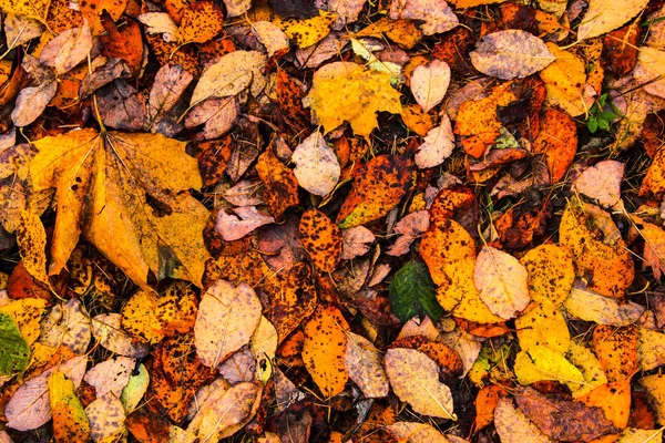 Arka plan yaprak. Çok renkli akçaağaç çim üzerinde yalan bırakır. Sonbaharın arka plan bırakır. Doğa kavramı. Düz yatıyordu.