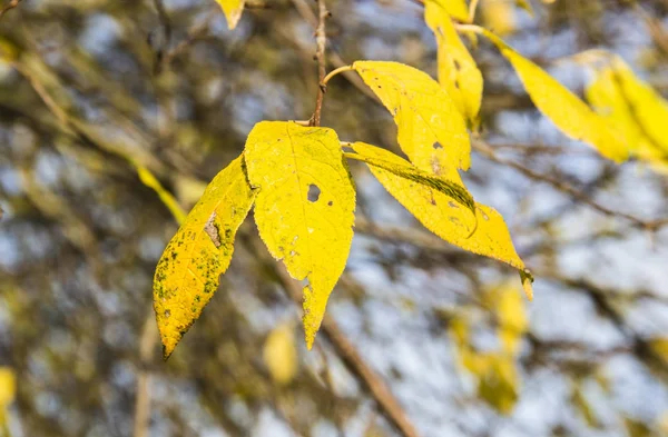 Sonbahar sarı yapraklar arka planda güneşli bir gün. Güneş ışığı altında sarı yaprakları ile şube. Mavi arka plan bulanık dalları ile. Doğal ekoloji kavramı.