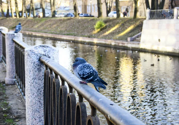 Nehrin arka planı güneşli bir köprünün üzerinde oturan güvercin. Yakın çekim.
