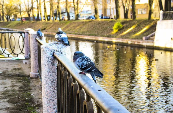 Nehrin arka planı güneşli bir köprünün üzerinde oturan güvercin. Yakın çekim.