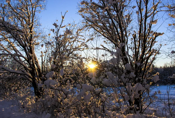 Natureza Paisagem Conceito Natal Bela Paisagem Inverno Com Árvores Cobertas — Fotografia de Stock