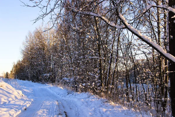 Natureza Paisagem Paisagem Inverno Conceito Bela Caminhada Com Árvores Cobertas — Fotografia de Stock