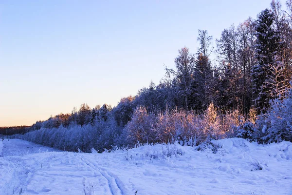 Natureza Paisagem Paisagem Inverno Conceito Bela Caminhada Com Árvores Cobertas — Fotografia de Stock