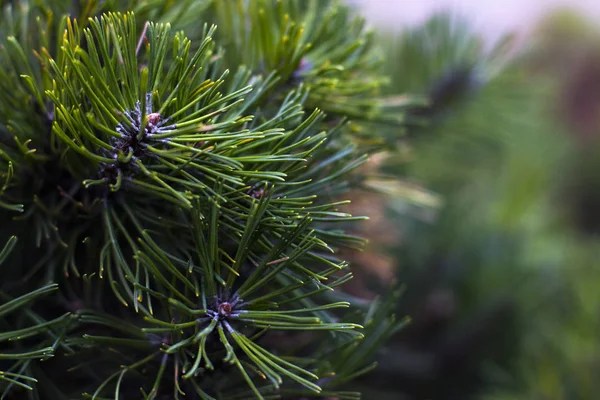 Fotoğraf resim sol tarafındaki yeşil iğne çam ağacının kapatın. Küçük çam kozalakları dalları itibariyle. Arka plan bulanık Çam iğneleri. Noel ağacı dalları arka plan. Yeni yıl Tema. 