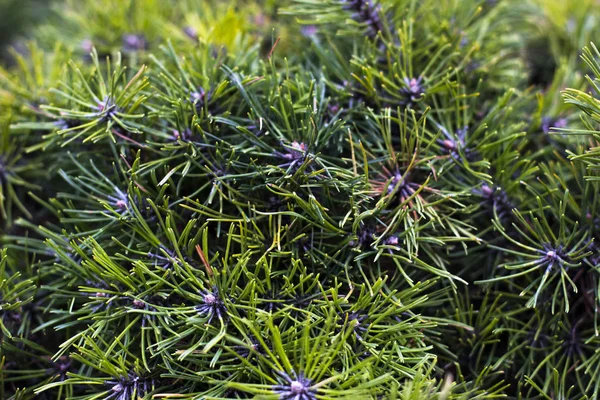 Arka plan ağaç dalları. Bir doku tüylü Çamın dalları için bir Kartpostal arka plan. Fotoğrafı kapatın. Yeni yıl, yılbaşı tema. Doğa kavramı. 