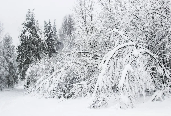 Bela Paisagem Inverno Floresta Dia Frio Inverno Com Árvores Cobertas — Fotografia de Stock