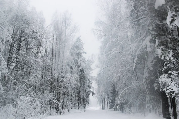 Bela Paisagem Inverno Com Estrada Nevada Floresta Inverno Com Árvores — Fotografia de Stock