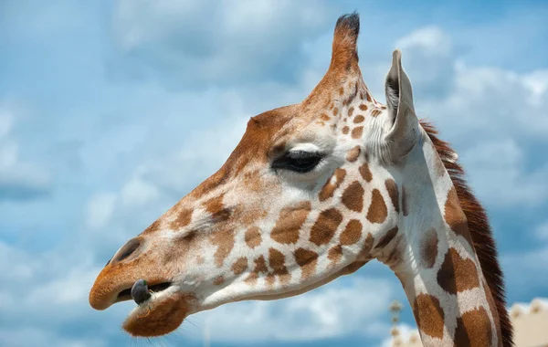 Hayvanat bahçesindezaffe. Ukrayna.