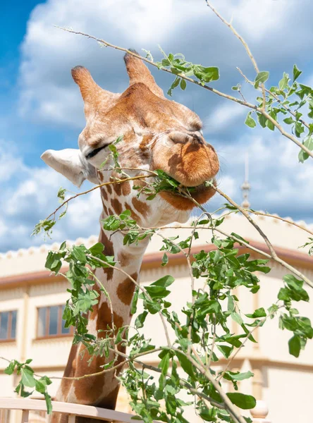 Hayvanat bahçesindezaffe. Ukrayna.