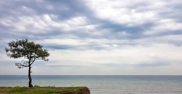 Deniz kenarındaki ağaç.