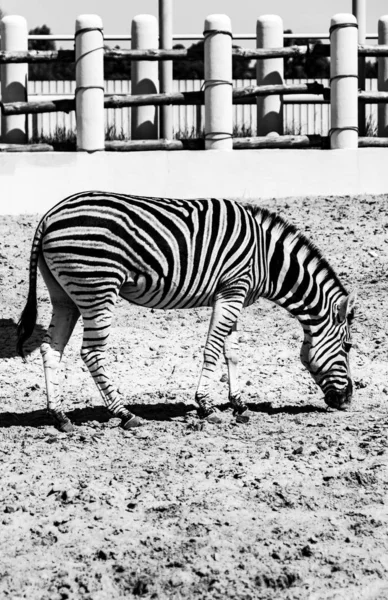 Zebra Ukrayna 'da hayvanat bahçesinde siyah beyaz fotoğrafta