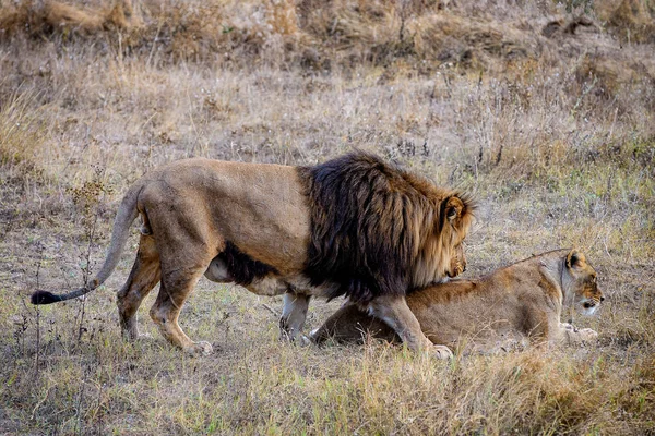 Leones Hierba Otoño —  Fotos de Stock