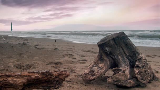 Cinemagraph.Tree detritos na praia após tempestade — Vídeo de Stock