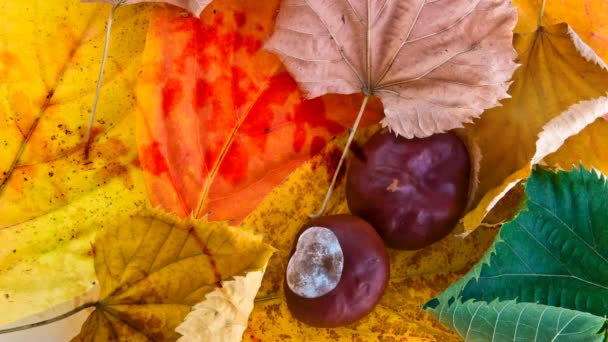Jesień i jesień skład kolorów: kasztany na liściach — Wideo stockowe
