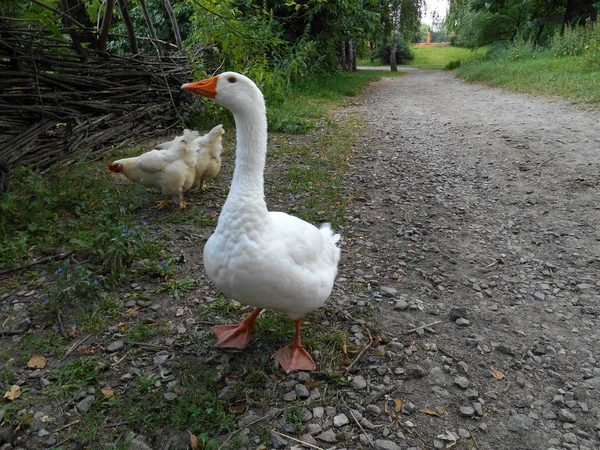 Háttérben Road Fák Csirke Fehér Lúd Közelről — Stock Fotó