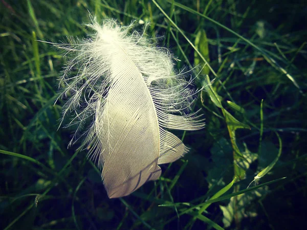 暗い緑の芝生と白い羽のクローズ アップ — ストック写真