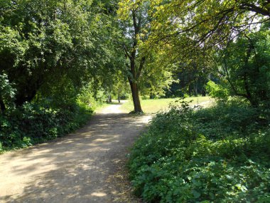 güneşli bir ormanda yol