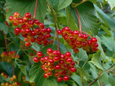 Yeşil yaprakları bir arka plan üzerinde kırmızı kartopu çilek