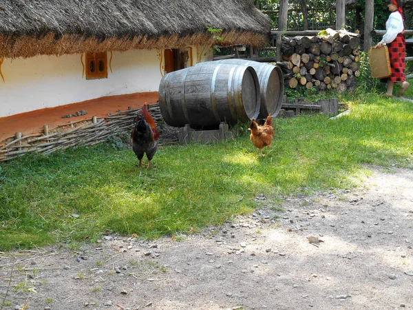 わらぶき屋根 バレル 下の村の白家の鶏します — ストック写真