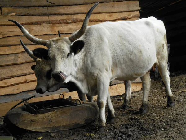 Weißer Stier Mit Großen Hörnern Auf Dem Hintergrund Einer Holzscheune — Stockfoto