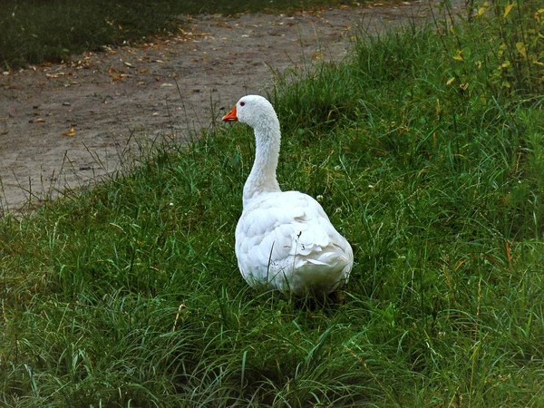 White Goose Close Green Grass Gray Path — Stock Photo, Image