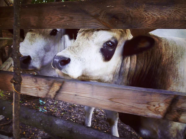 Witte Ossen Achter Een Houten Hek Close Stockafbeelding