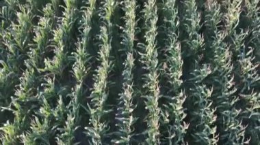 Mısır bir alan üzerinde uçan uçak