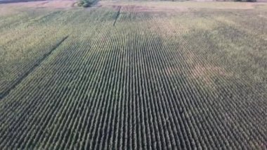 Mısır sahaya inen uçak