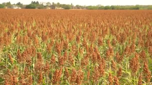 Uitzicht Een Groot Gebied Van Oranje Bloemen — Stockvideo