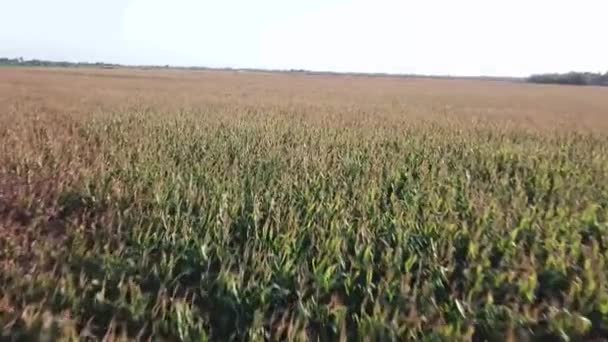 在玉米场上空飞过的无人机的观点 — 图库视频影像