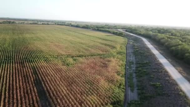 Drone Latający Nad Polem Kukurydzy — Wideo stockowe