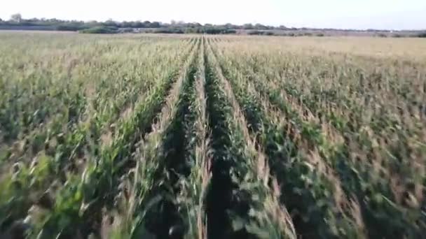Drone Wprowadzając Polu Kukurydzy — Wideo stockowe