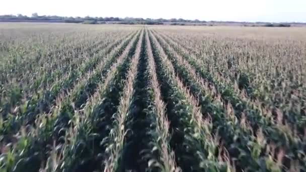 Беспилотник Летящий Над Полем Кукурузы — стоковое видео