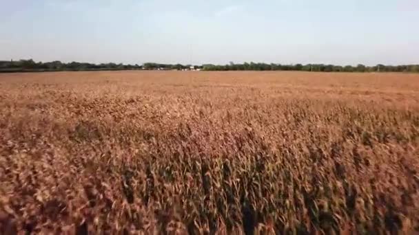 トウモロコシ畑の空からの眺め — ストック動画