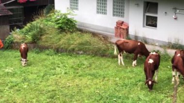 İnekler arka bahçesinde bir İsviçre vadi turistik bir kasaba 