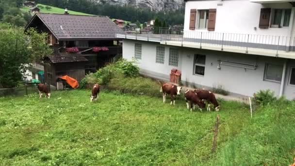 Krowy Podwórku Turystycznym Miastem Dolinie Szwajcaria — Wideo stockowe